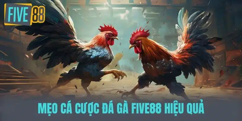 Đá Gà Five88 - Những Điều Cần Biết Và Kinh Nghiệm Chơi Mẹo cá cược đá gà Five88 hiệu quả
