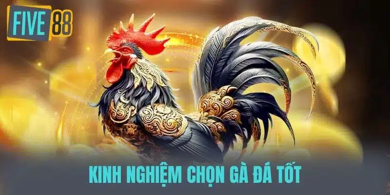 Kinh Nghiệm Đá Gà - Bí Quyết Thắng Lớn Cho Người Chơi Mới Kinh nghiệm chọn gà đá tốt