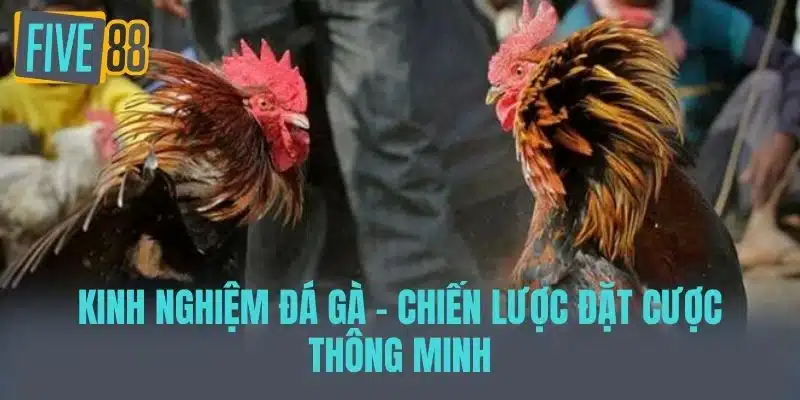 Kinh Nghiệm Đá Gà - Bí Quyết Thắng Lớn Cho Người Chơi Mới Kinh nghiệm đá gà - Chiến lược đặt cược thông minh