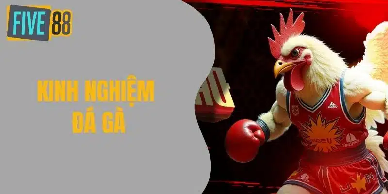 Kinh Nghiệm Đá Gà - Bí Quyết Thắng Lớn Cho Người Chơi Mới Kinh Nghiệm Đá Gà - Bí Quyết Thắng Lớn Cho Người Chơi Mới